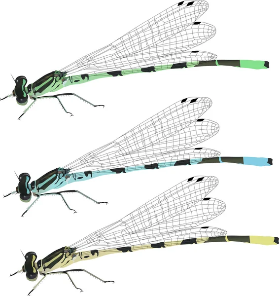 Three color dragonflies isolated on white — Stock Vector