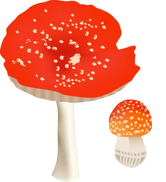 Due funghi rossi mosca-agarici isolati su bianco — Vettoriale Stock