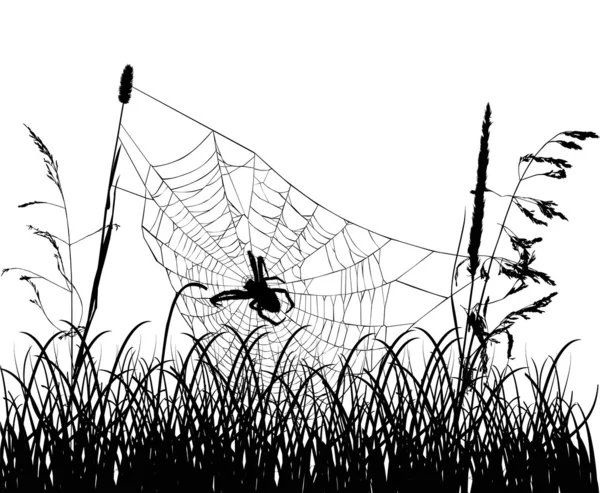 Tela de araña en hierba aislada en blanco — Vector de stock