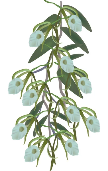 孤立的布什的绿色兰花 — 图库矢量图片