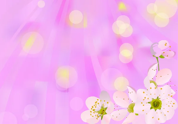 Luz flores de cereja no fundo rosa — Vetor de Stock