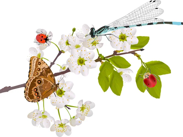 Kirschbaumblüten und helle Insekten auf weißem Grund — Stockvektor
