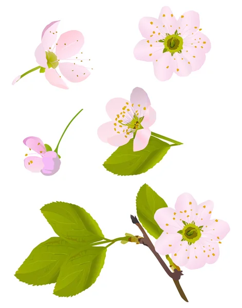 Izole pembe kiraz ağacı çiçek seti — Stok Vektör