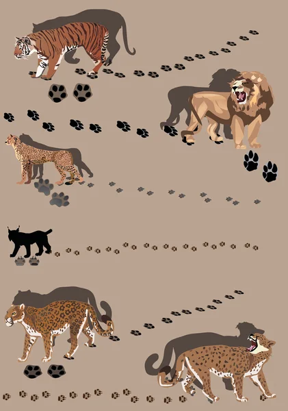 Six big cats with tracks — Stock Vector