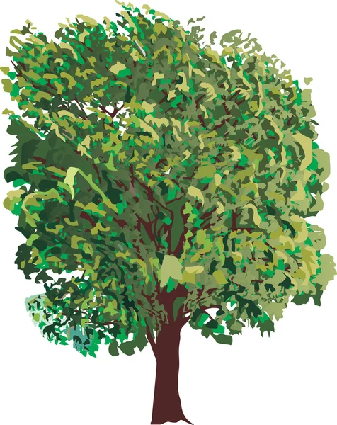 Árvore isolada verde única — Vetor de Stock