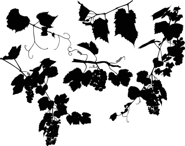 Set van druiven en bladeren op wit — Stockvector