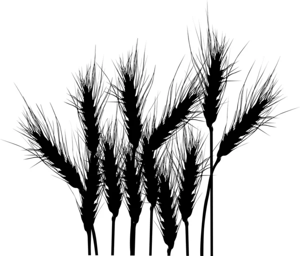 Wheat silhouettes isolated on white — Stock Vector