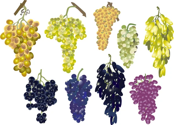 Виноградний набір ізольований на білому — стоковий вектор
