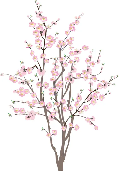 Isolated cherry tree with pink flowers Vector Graphics