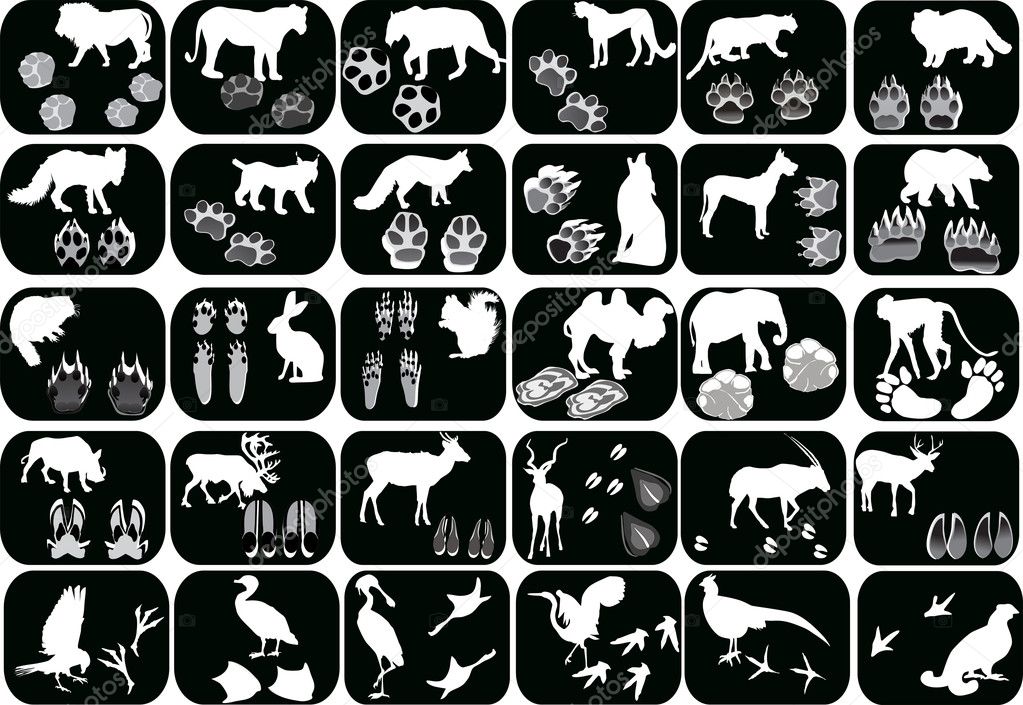 set of animals and its tracks isolated on black
