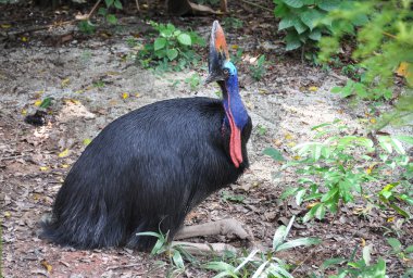 Cassowary