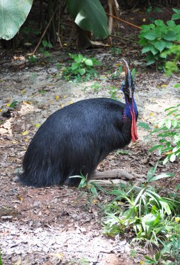 Cassowary