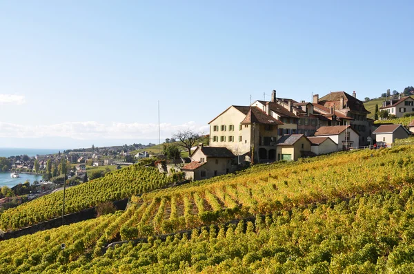 Vignobles de la région Lavaux au Lac Léman, Suisse — Photo