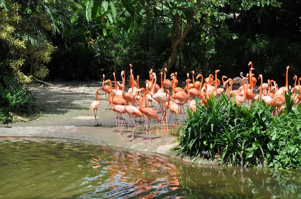 Caribbean flamingos — Stock Photo, Image