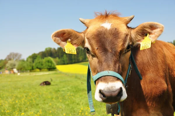 Swiss cow — Stockfoto