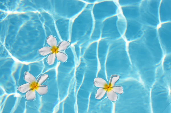 鸡蛋花花卉在游泳池 — 图库照片