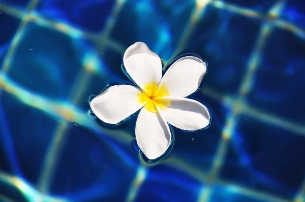 stock image Frangipani flower in the swimming pool