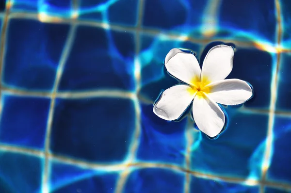 Flor de Frangipani en la piscina — Foto de Stock