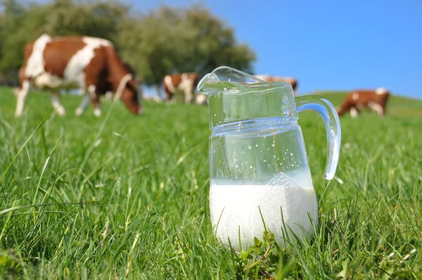 Kruik van melk tegen kudde van koeien. Emmental regio, Zwitserland — Stockfoto