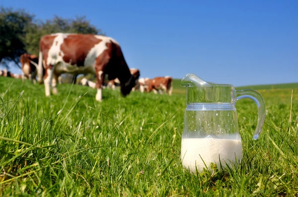 Ko och kanna mjölk. Emmental regionen, Schweiz — Stockfoto