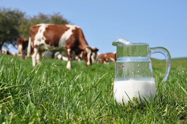 Caraffa di latte contro mandrie di mucche. Regione Emmental, Svizzera — Foto Stock