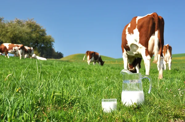 Jarro de leite contra rebanho de vacas. Região Emmental, Suíça — Fotografia de Stock