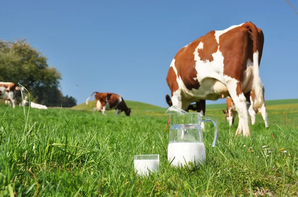 Kráva a džbán mléka. ementál region, Švýcarsko — Stock fotografie