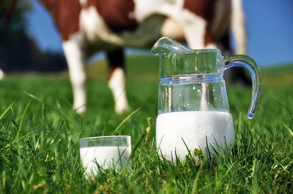 Jarra de leche contra manada de vacas. Región emmental, Suiza — Foto de Stock