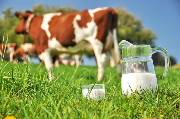 Kráva a džbán mléka. ementál region, Švýcarsko — 图库照片