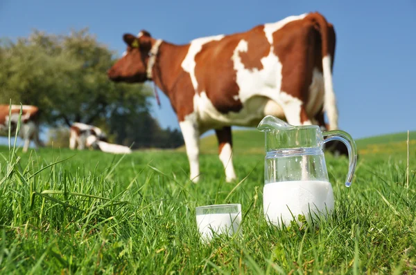 Mucca e brocca di latte. Regione Emmental, Svizzera — Foto Stock