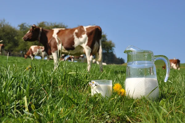 Bir bidon süt inek sürüsü karşı. emmental bölge, İsviçre — Stok fotoğraf
