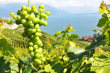 Cenevre Gölü, İsviçre karşı lavaux bölgedeki üzüm bağları