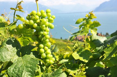 Cenevre Gölü, İsviçre karşı lavaux bölgedeki üzüm bağları