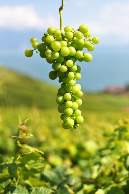 bir avuç üzüm. Lavaux bölge, İsviçre