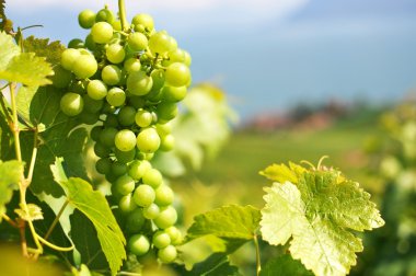 bir avuç üzüm. Lavaux bölge, İsviçre