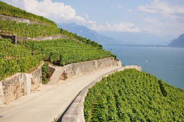 üzüm bağları lavaux karşı Cenevre Gölü, İsviçre