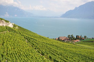 Vineyards in Lavaux against Geneva lake, Switzerland clipart