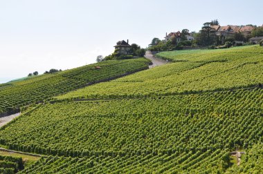 üzüm bağları lavaux karşı Cenevre Gölü, İsviçre