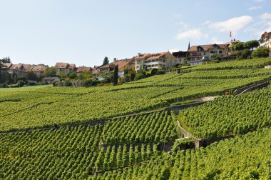 üzüm bağları lavaux, İsviçre