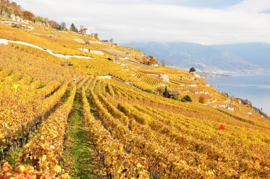 Lavaux bölgesindeki üzüm bağları, İsviçre