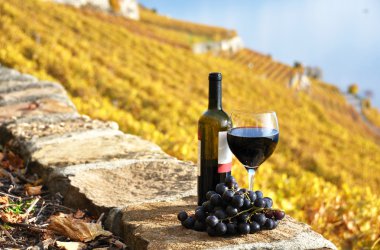 kırmızı şarap ve grapeson Teras bağ lavaux bölgesinde, swi