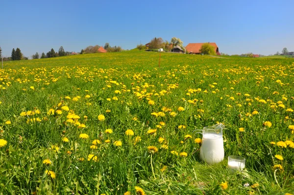 Kruik van melk op de weide. Emmental regio, Zwitserland — Stockfoto