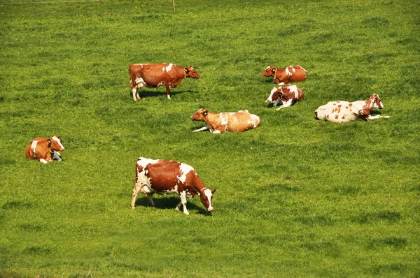 Troupeau de bovins sur une prairie alpine pittoresque. Emmental, Suisse — Photo