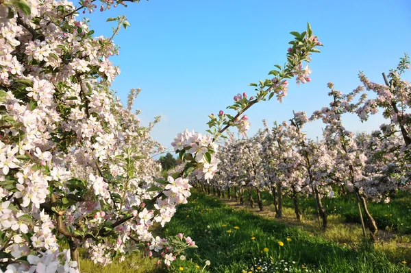 リンゴの庭の花 — ストック写真