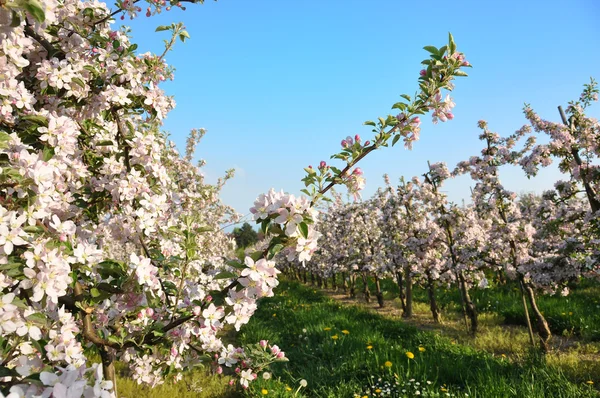 Apple garden blossom — Stock Photo, Image