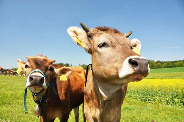 Vacche svizzere — Foto Stock
