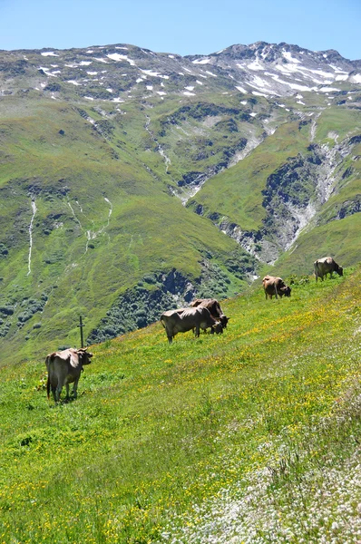 Koeien op furka doorgeeft, Zwitserland — Stockfoto