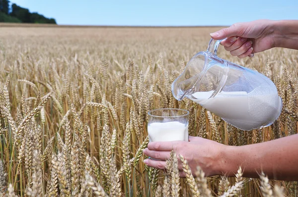 Jarro de leite contra campo de trigo — Fotografia de Stock