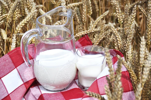 stock image Jug of milk among wheat ears