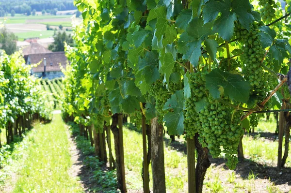 Niedojrzałe winogrona — Zdjęcie stockowe